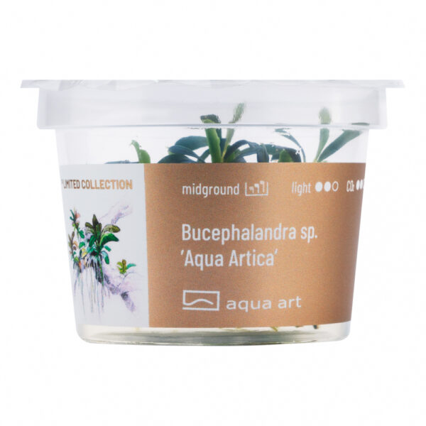 Biljka Bucephalandra sp "Wave leaf" in vitro