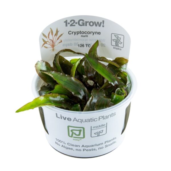 TC126 Biljka Cryptocoryne nurii in vitro Tropica