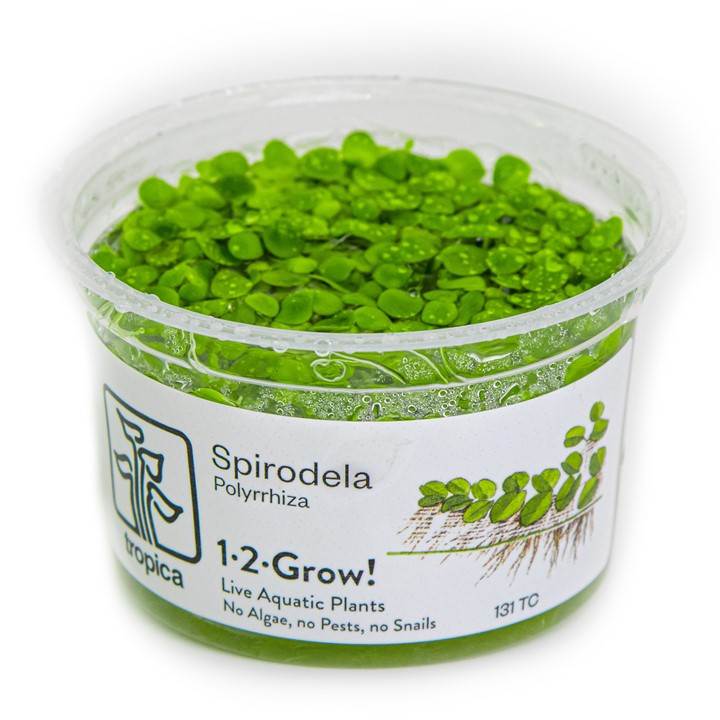 TC131 Biljka Spirodela polyrrhiza in vitro Tropica