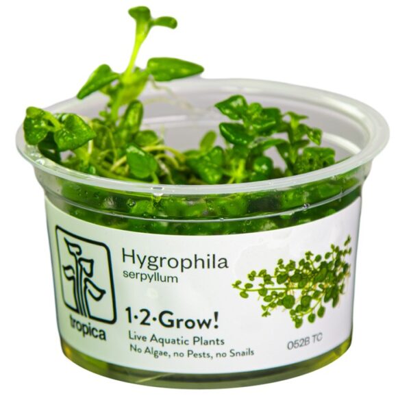 Biljka Hygrophila serpyllum in vitro Tropica