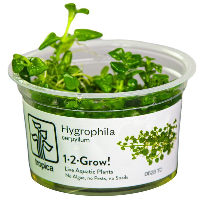 TC052B Biljka Hygrophila serpyllum in vitro Tropica