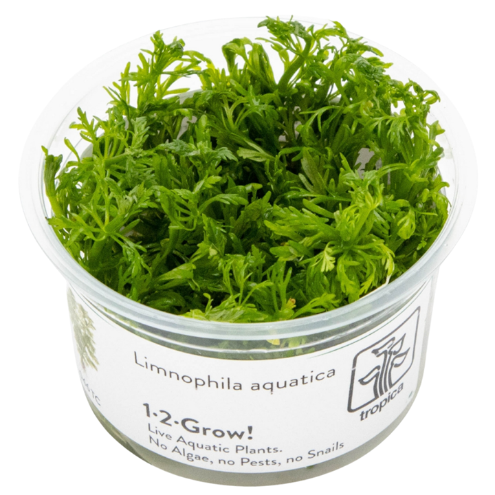 TC046 Biljka Limnophila aquatica in vitro