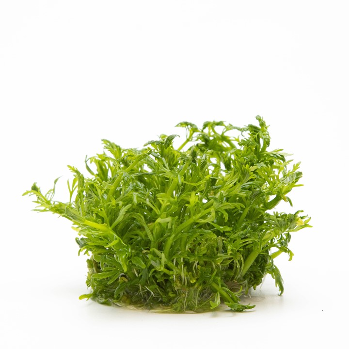 TC046 Biljka Limnophila aquatica in vitro