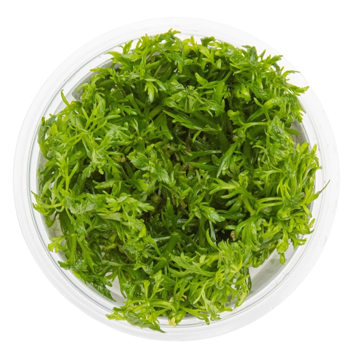 TC046 Biljka Limnophila aquatica in vitro