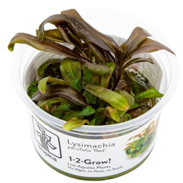 Biljka Lysimachia parvifolia in vitro