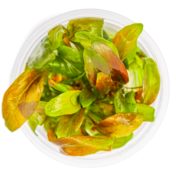 TC147 Biljka Lysimachia parvifolia in vitro
