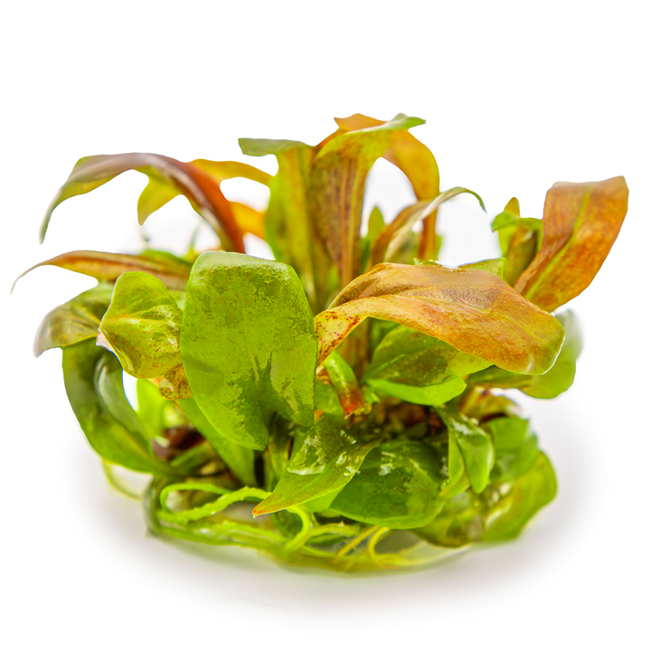 TC147 Biljka Lysimachia parvifolia in vitro