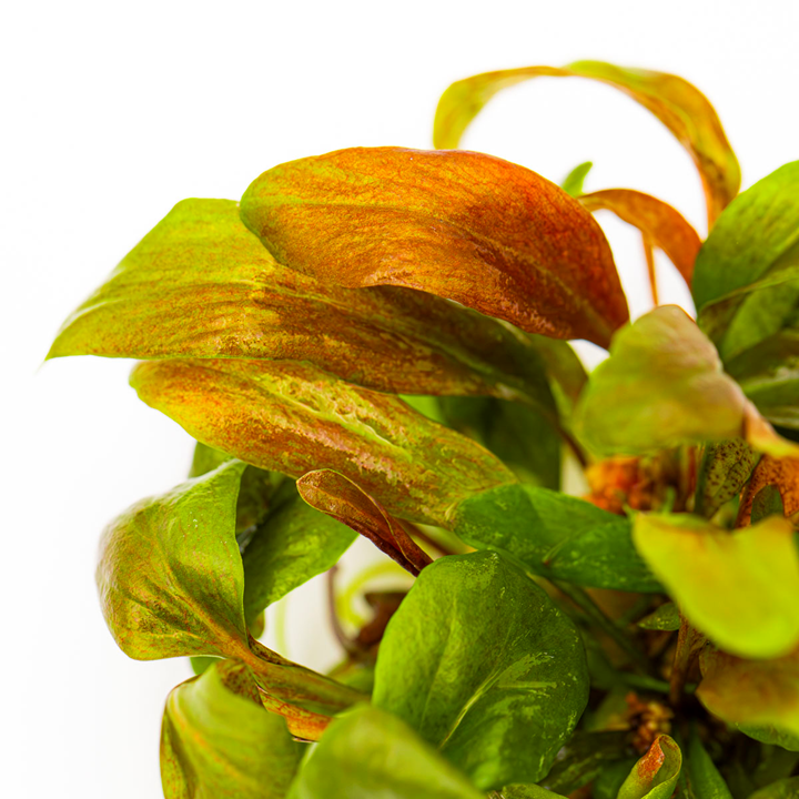 TC147 Biljka Lysimachia parvifolia in vitro