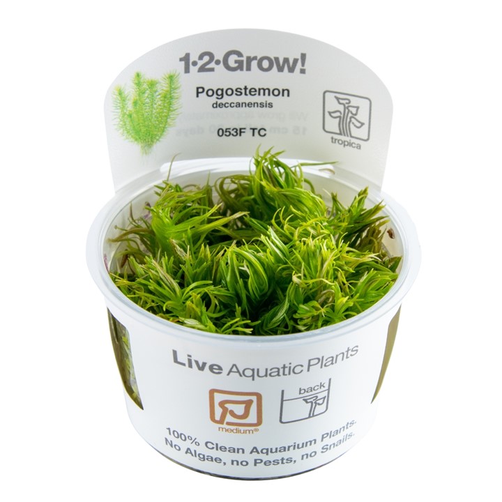 TC053F Biljka Pogostemon deccanensis Tropica