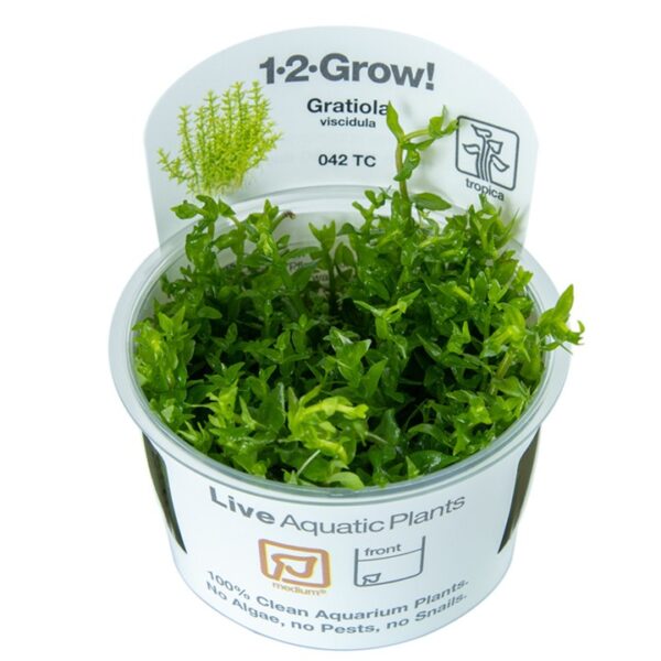 TC042 Biljka Gratiola viscidula in vitro Tropica