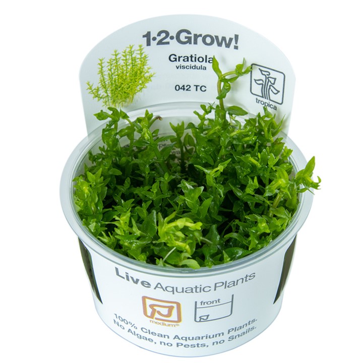 TC042 Biljka Gratiola viscidula in vitro Tropica