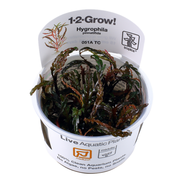 Biljka Hygrophila pinnatifida Tropica
