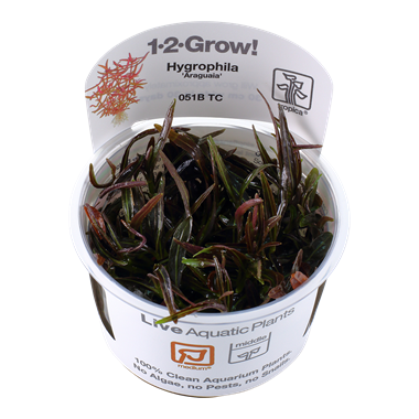 Biljka Hygrophila lancea "Araguaia"in vitro Tropica