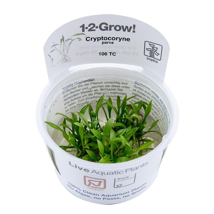 TC106 Biljka Cryptocoryne parva Tropica