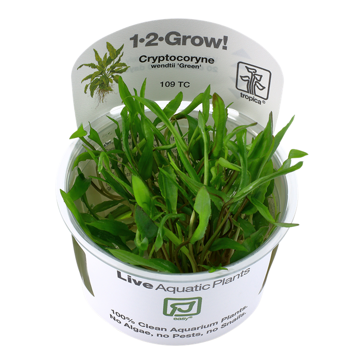 TC109 Biljka Cryptocoryne wendtii green in vitro Tropica