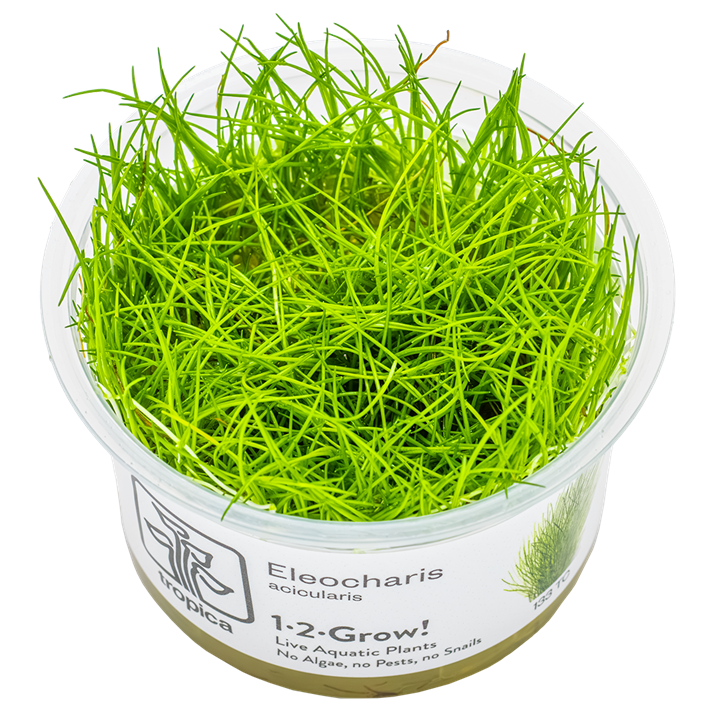 TC133 Biljka Eleocharis acicularis Tropica