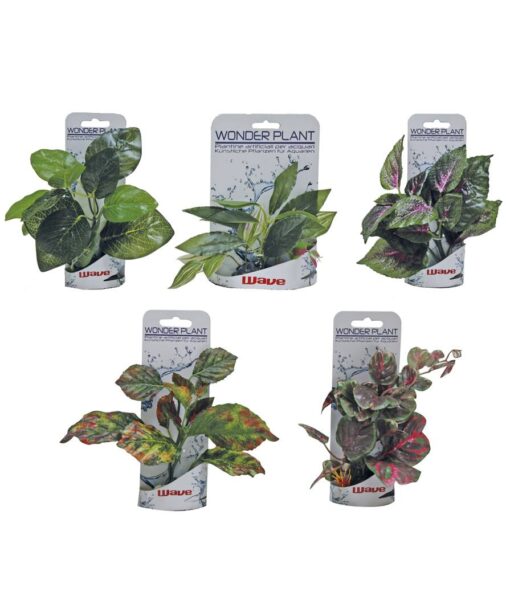 Wonder plant